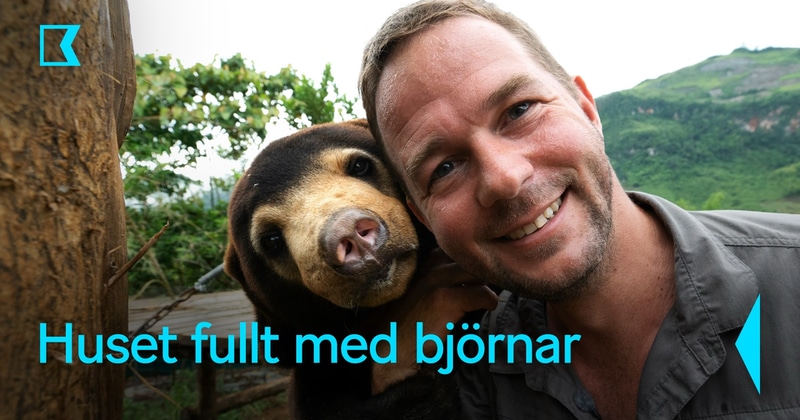 Huset fullt med björnar