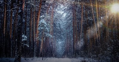 Vintertid hos djuren