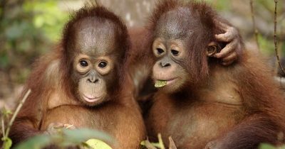 Att bli orangutang