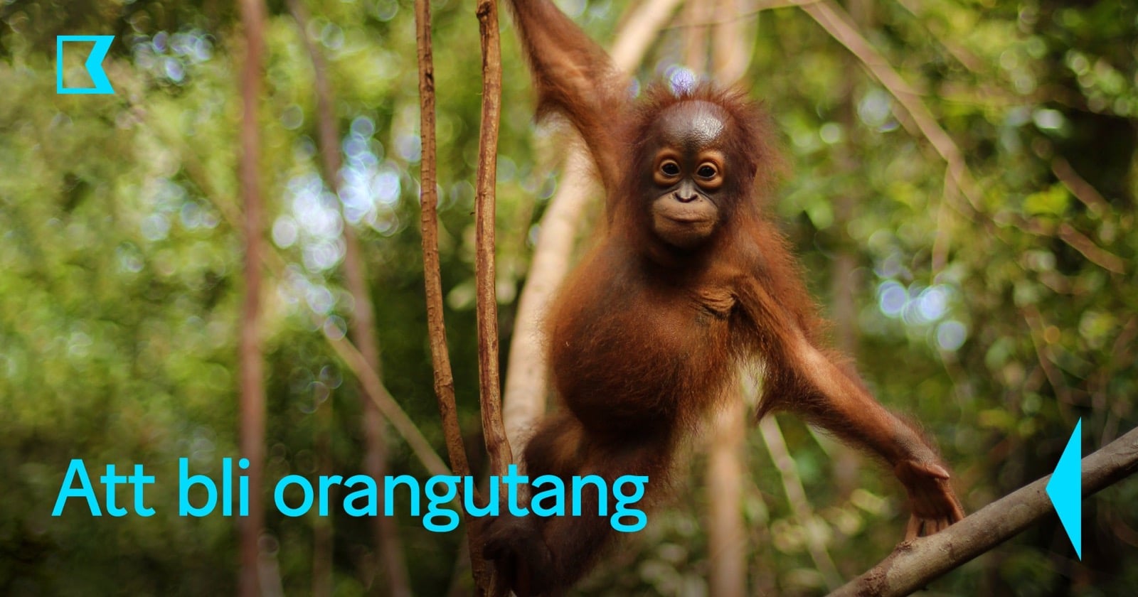 Att bli orangutang på SVT Play Kunskapskanalen