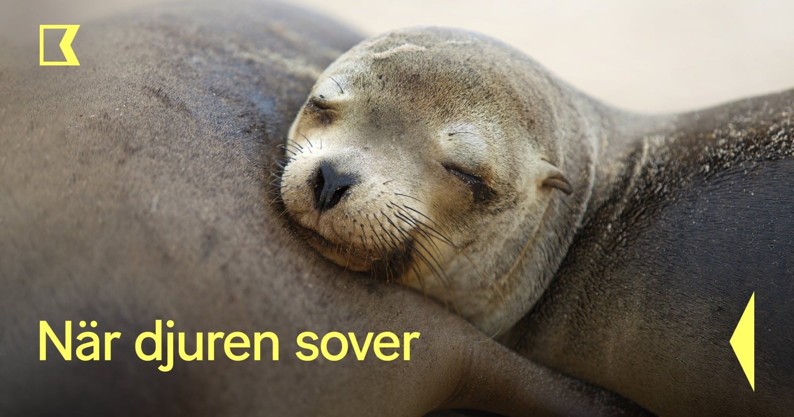 När djuren sover på SVT Play