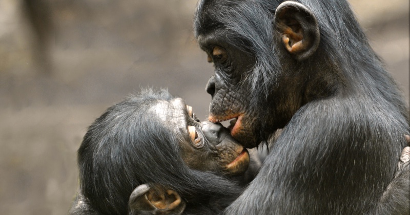 Primaternas känsla för moral på UR Play Kunskapskanalen