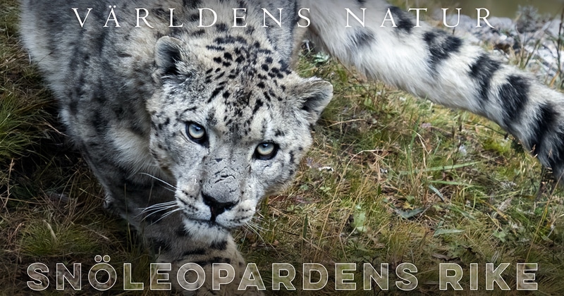 Snöleopardens rike SVT Play gratis stream