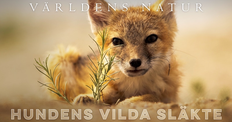 Hundens vilda släkte SVT Play gratis stream