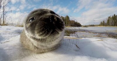 Mitt liv med sälarna