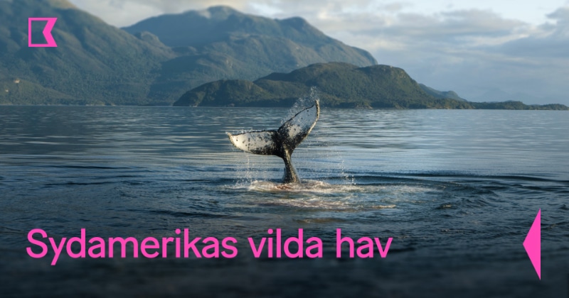 Sydamerikas vilda hav SVT Play gratis stream