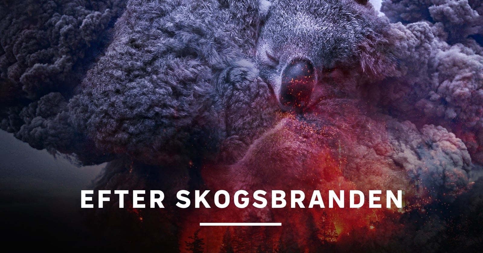 Efter skogsbranden på SVT Play