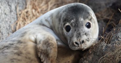Världens natur: Skandinaviens kust