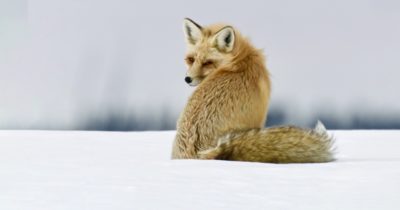 Klippiga bergens djur