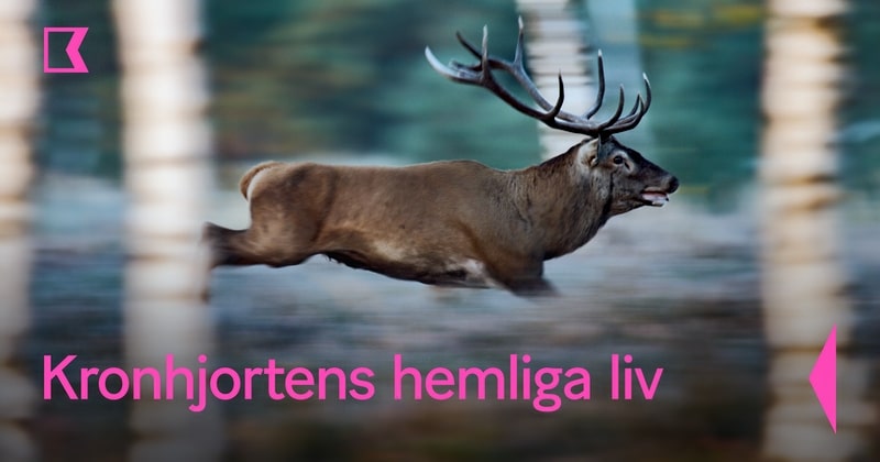 Kronhjortens hemliga liv SVT Play Kunskapskanalen