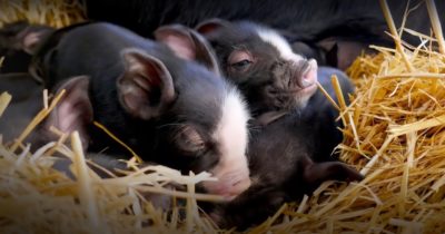 Bondgårdens vilda liv