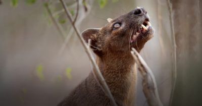 Det okända Madagaskar