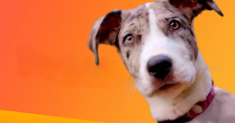 Första hunddejten: Australien på TV4 Play