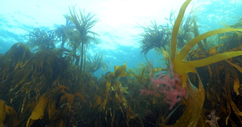 Kelp - en undervattenskog på Kunskapskanalen UR Play