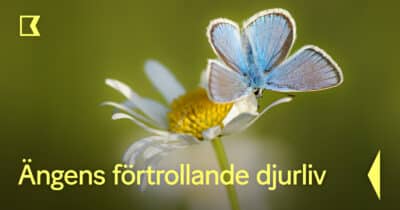 Ängens förtrollande djurliv