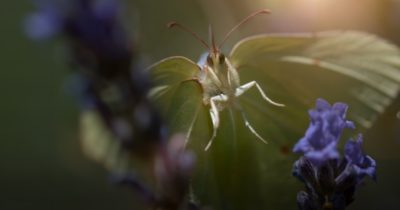 Din trädgårds vilda liv