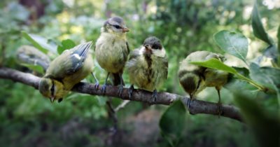 Småfåglarnas hemliga värld