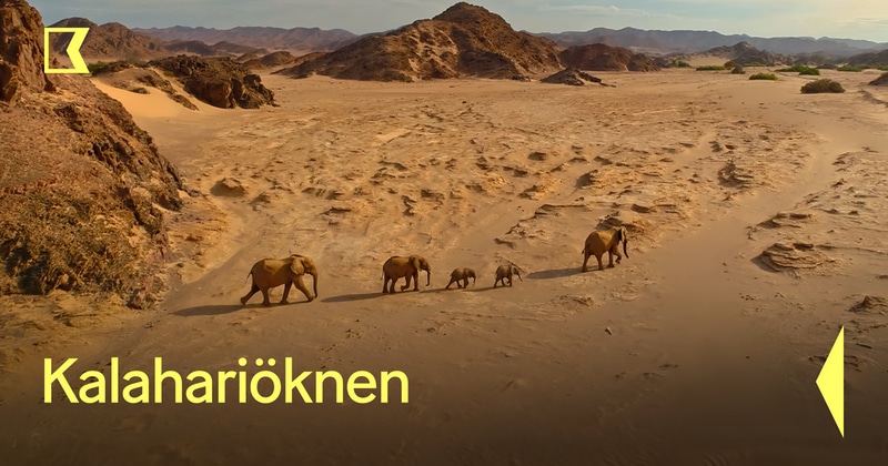 Kalahariöknen dokumentär SVT Play gratis stream