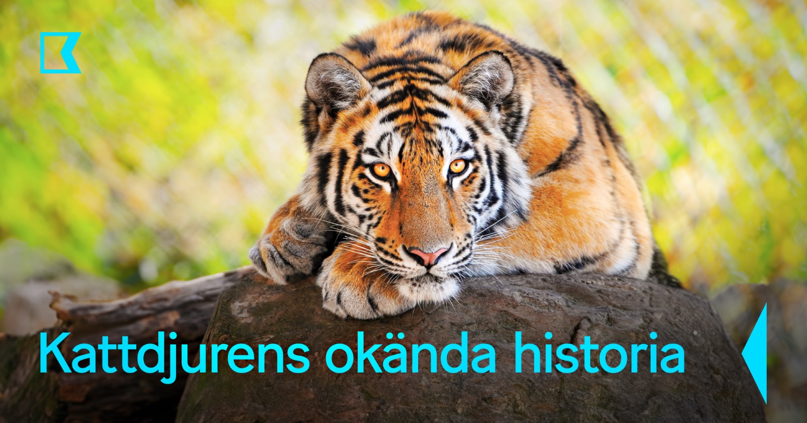 Kattdjurens okända historia