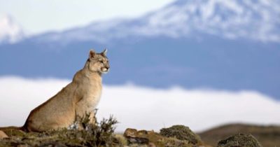Kattdjurens okända historia