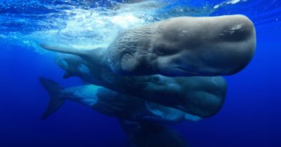 Naturens bästa föräldrar