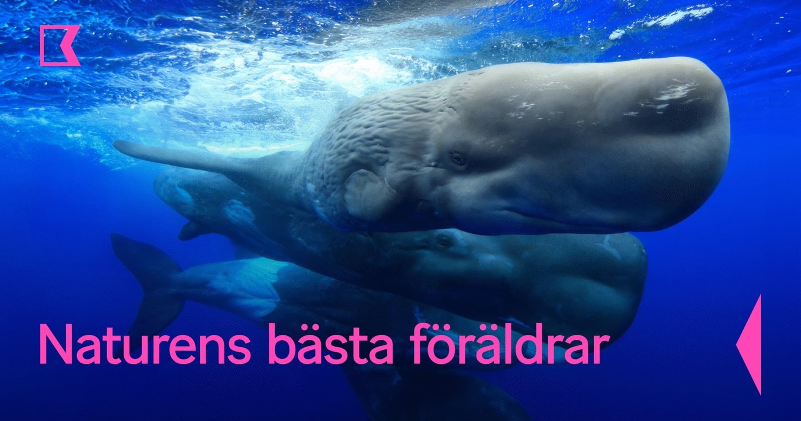 Naturens bästa föräldrar på SVT Play