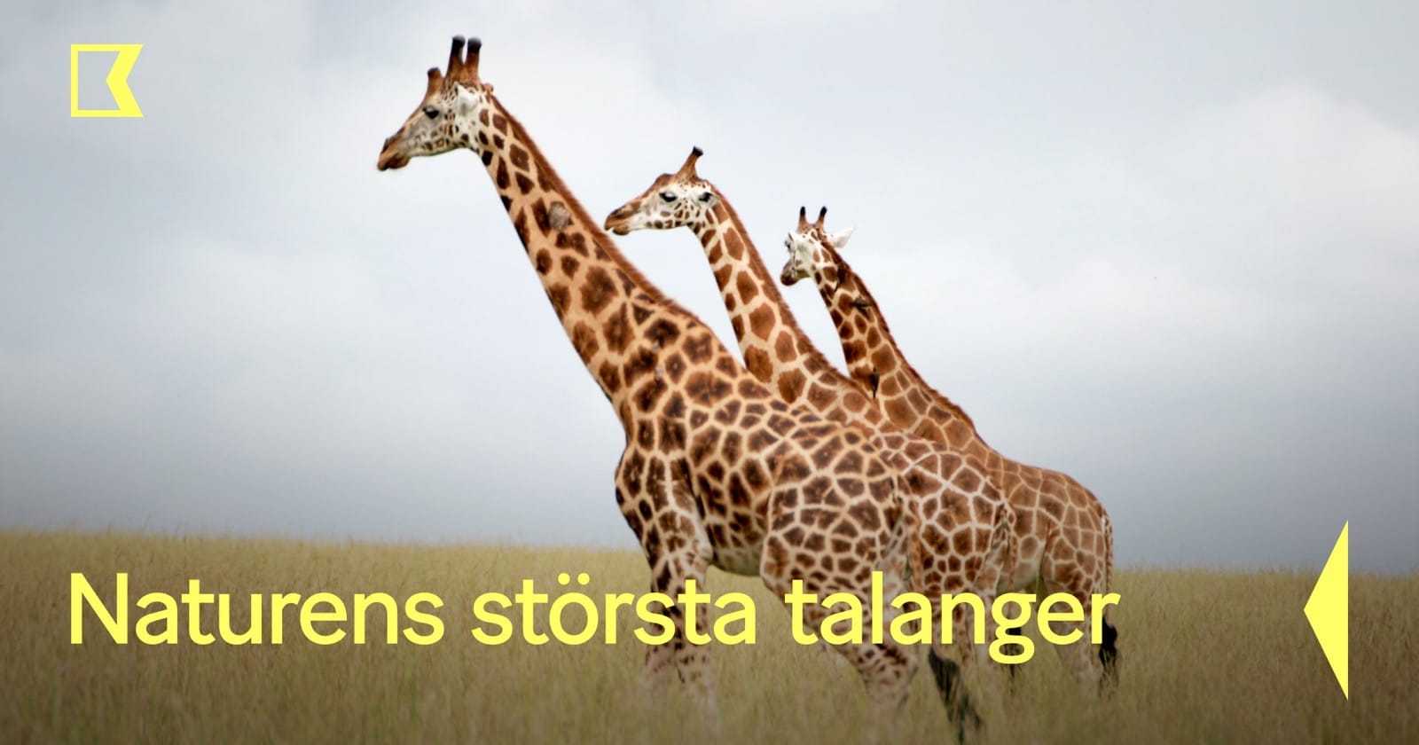 Naturens största talanger