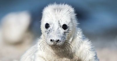 Djurvärldens söta ungar