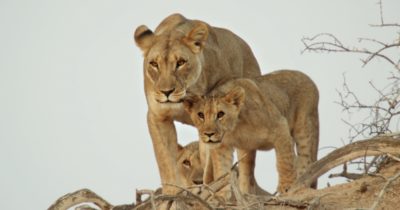 Djurvärldens vinnare