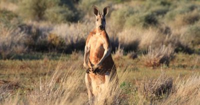 Australiens orörda natur