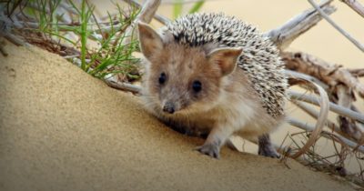 Det yttersta skyddet