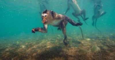 Thailands dykande apor