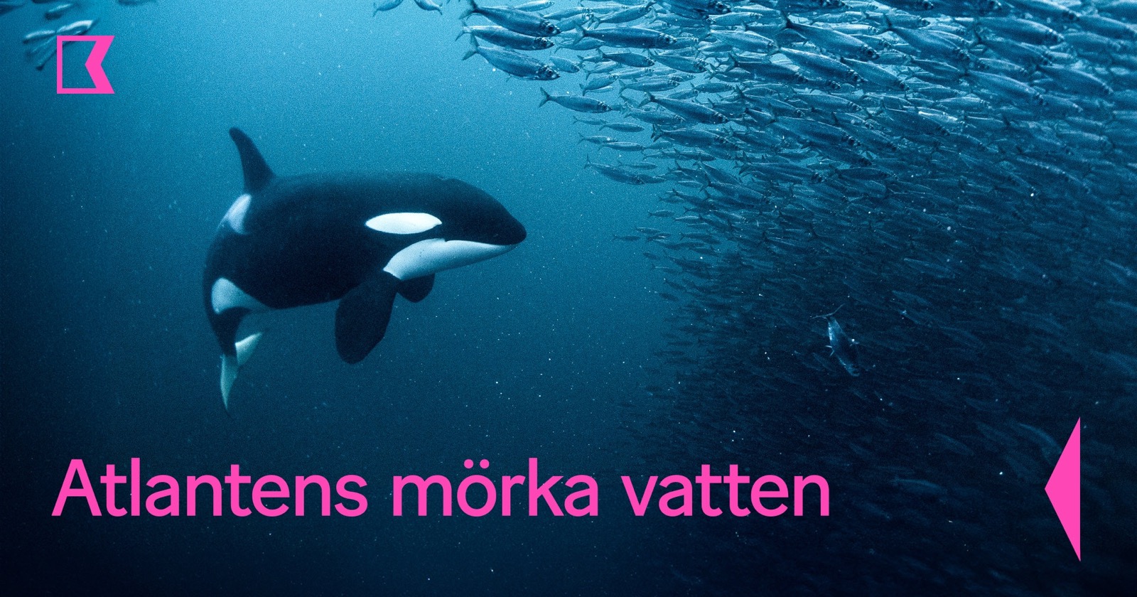 Atlantens mörka vatten på SVT Play Kunskapskanalen