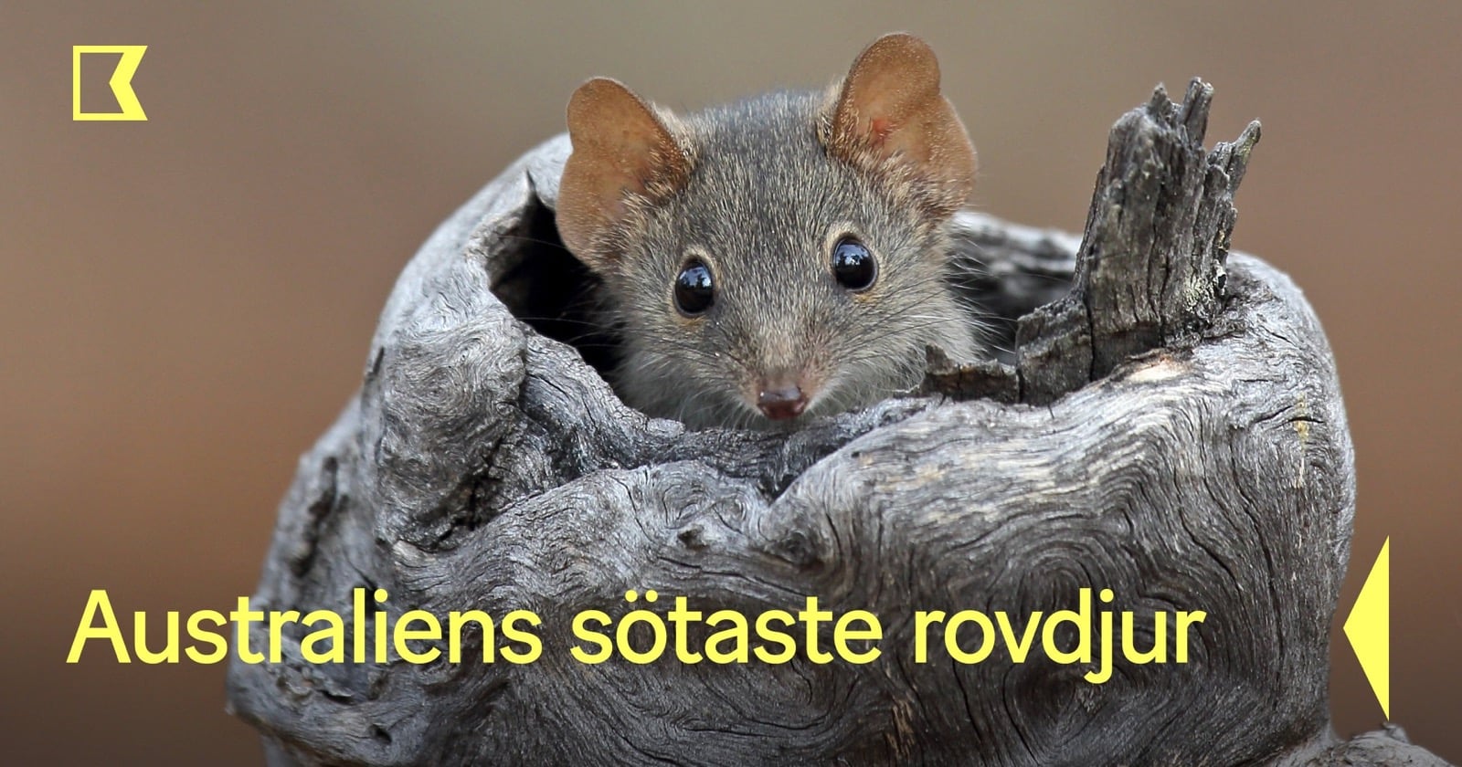 Australiens sötaste rovdjur på Kunskapskanalen SVT Play
