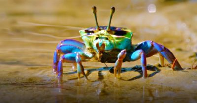 Naturens fantastiska färger
