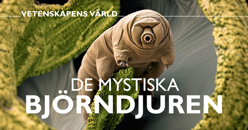 Vetenskapens värld: De mystiska björndjuren