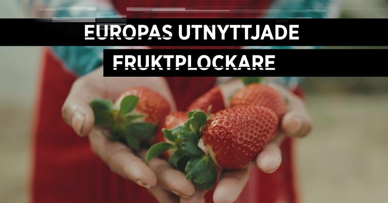 Europas utnyttjade fruktplockare på SVT Play streama