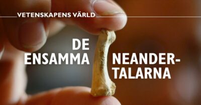 Vetenskapens värld: De ensamma neandertalarna