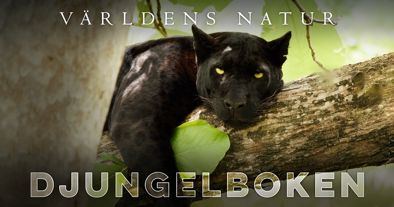 Världens natur: Djungelboken - SVT Play