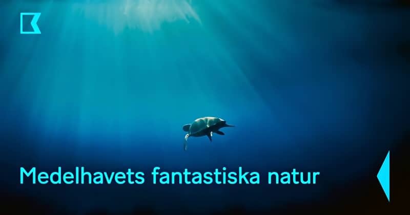 Medelhavets fantastiska natur på SVT Play Kunskapskanalen stream