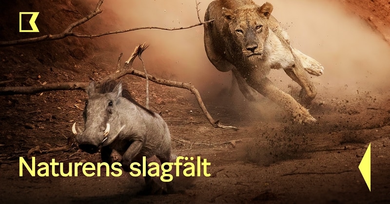 Naturens slagfält på SVT Play streama