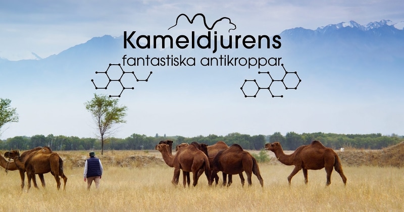 Kameldjurens fantastiska antikroppar på UR Play Kunskapskanalen