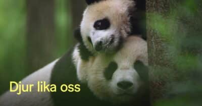 Djur lika oss