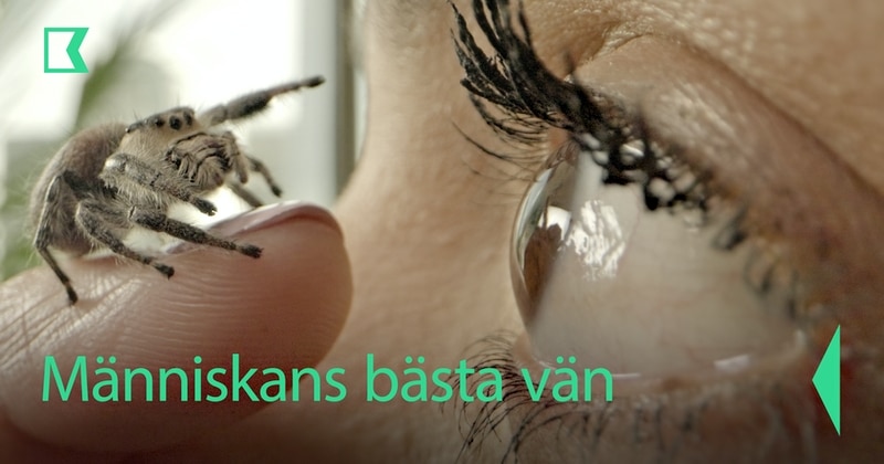 Människans bästa vän