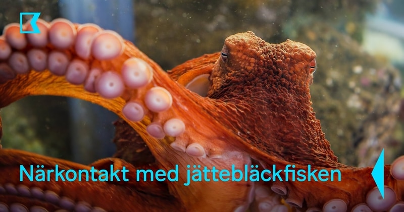Närkontakt med jättebläckfisken på SVT Play streama