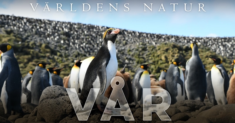 Världens natur: Vår på SVT Play streama