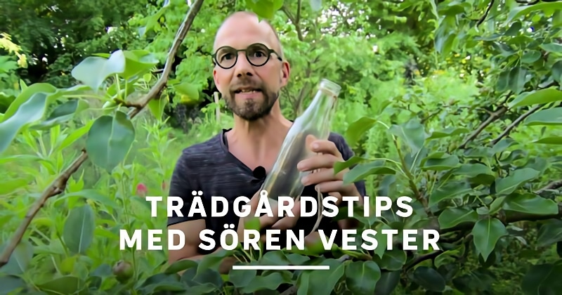 Trädgårdstips med Sören Vester på SVT Play streama