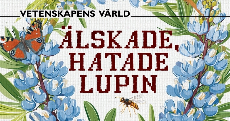 Älskade, hatade lupin på SVT Play streama