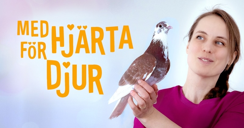 Med hjärta för djuren på SVT Play streama