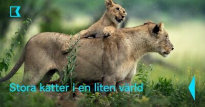 Stora katter i en liten värld